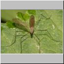 Nematocera sp - Muecke 02 9mm.jpg